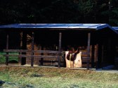 rekreacny camp zlate kopyto